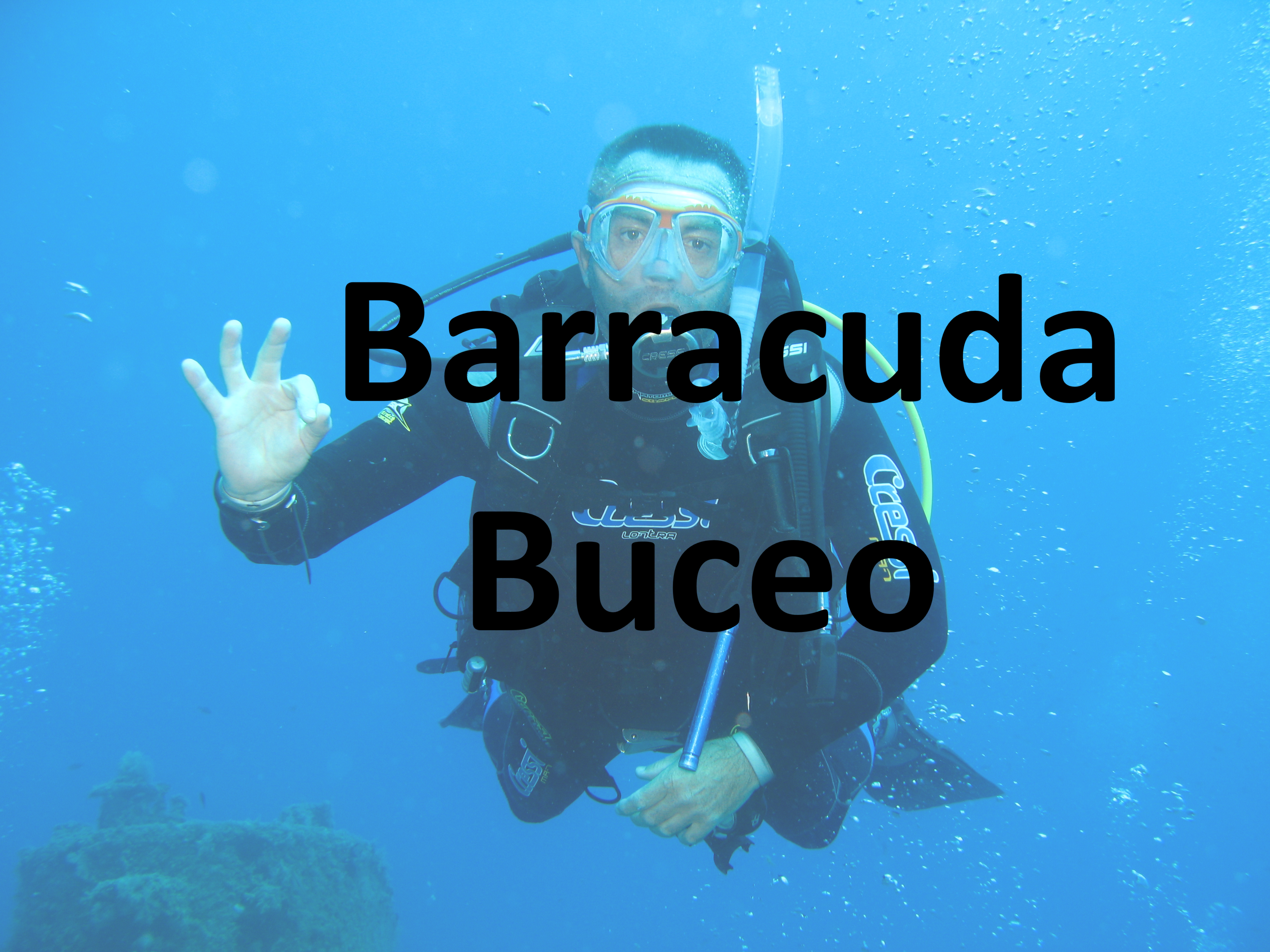 Barracuda Buceo